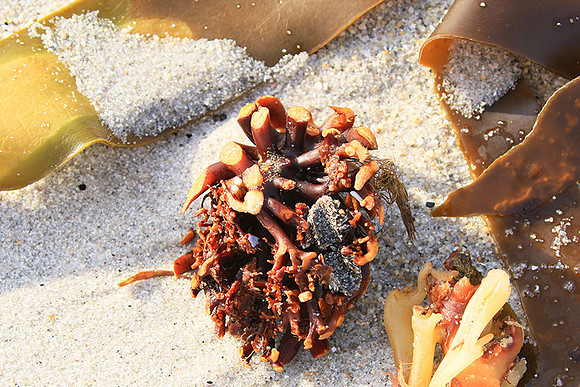Beach debris - Est west coast - South Africa
