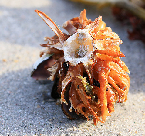 Beach debris - Est west coast - South Africa