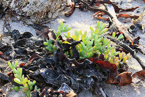 Beach debris - Est west coast - South Africa