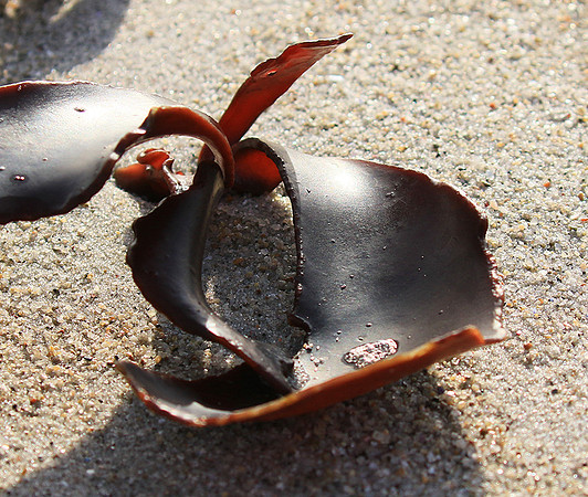 Beach debris - Est west coast - South Africa