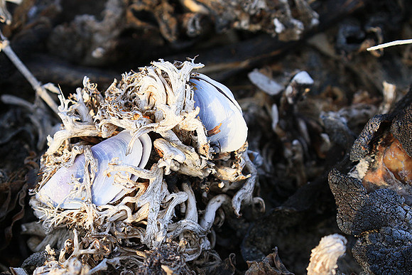Beach debris - Est west coast - South Africa