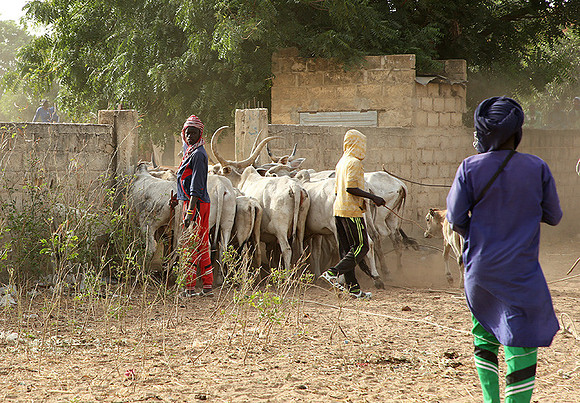 Bush market
