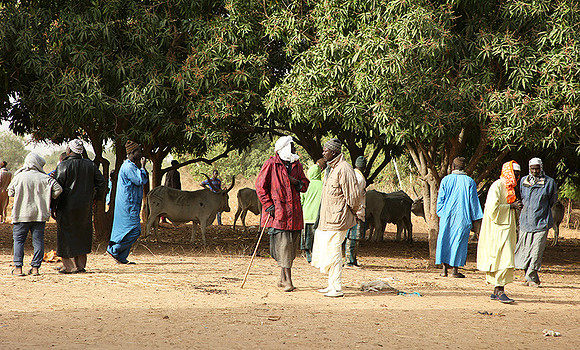 Bush market