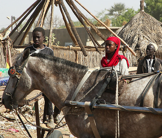 Bush market