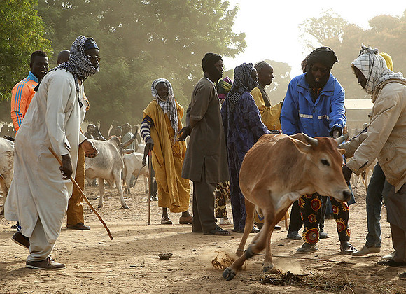 Bush market