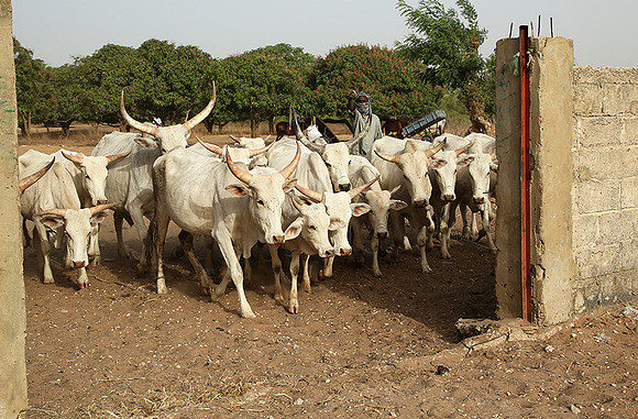 Bush market