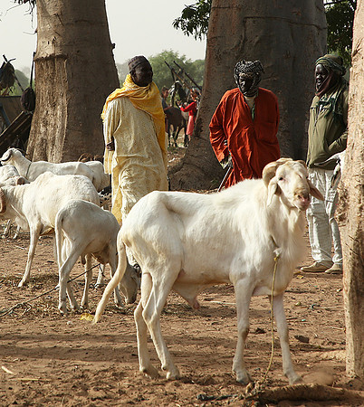 Bush market