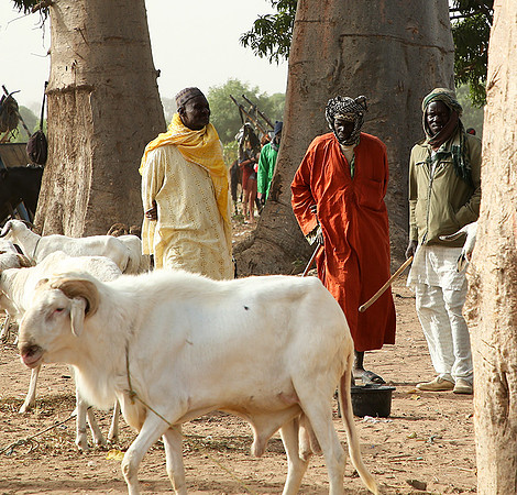 Bush market