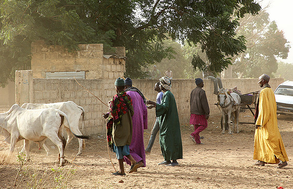 Bush market