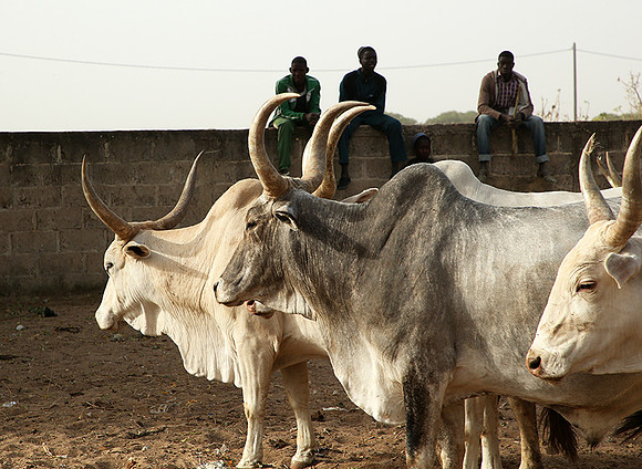 Bush market