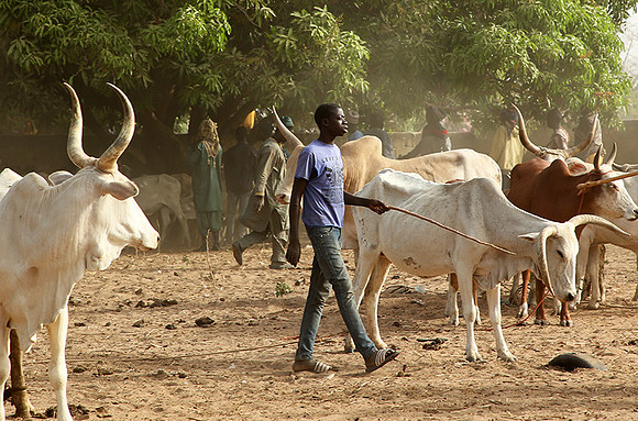 Bush market