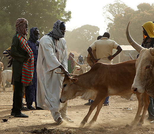 Bush market