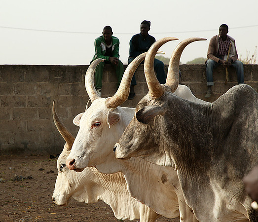 Bush market