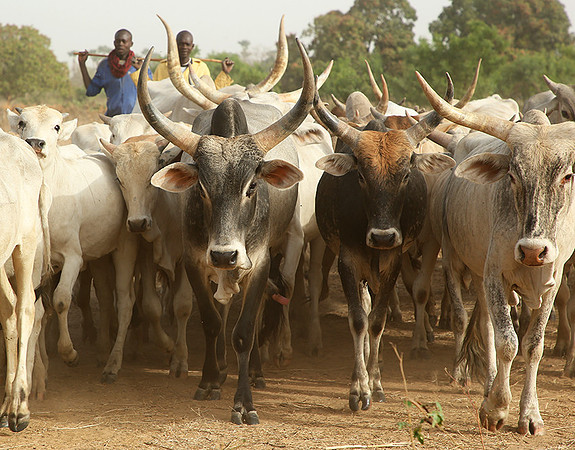 Bush market