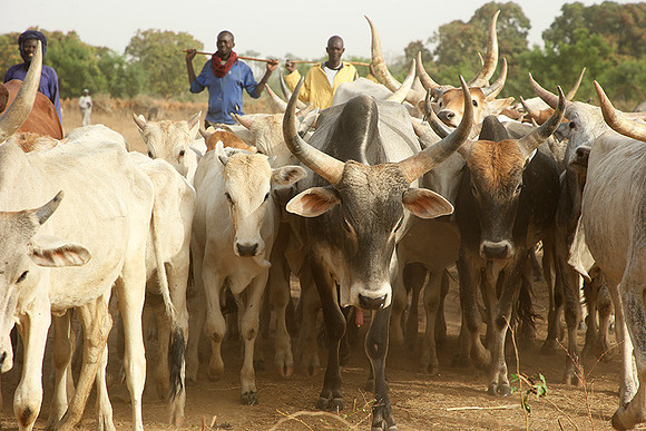 Bush market
