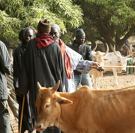 Bush market