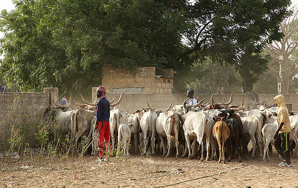 Bush market