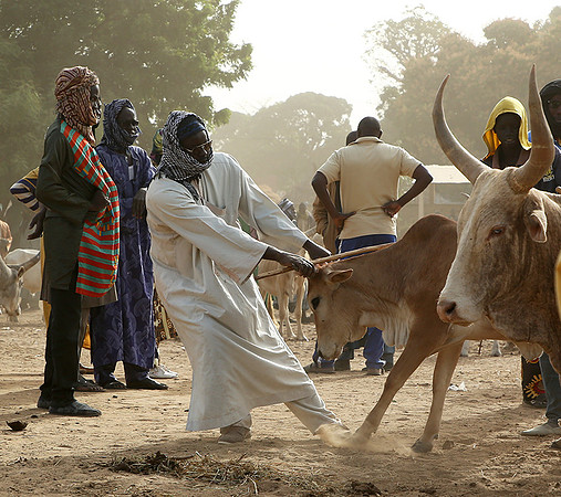 Bush market