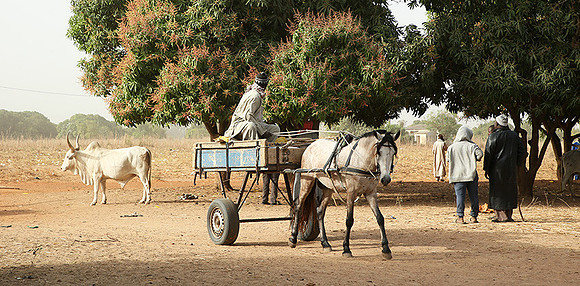 Bush market