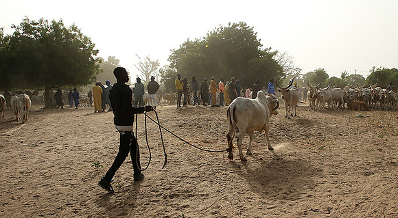 Bush market