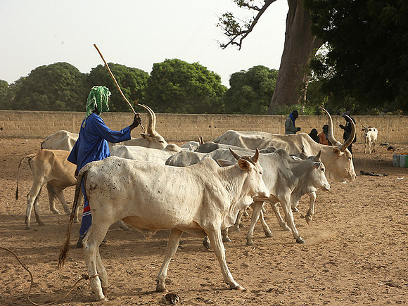 Bush market