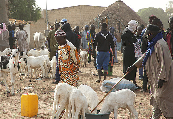 Bush market