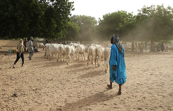 Bush market