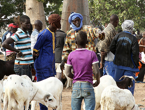 Bush market