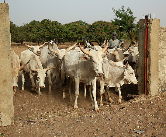Bush market