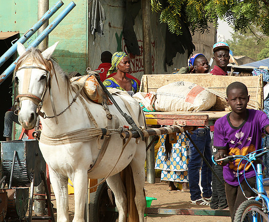 Bush market