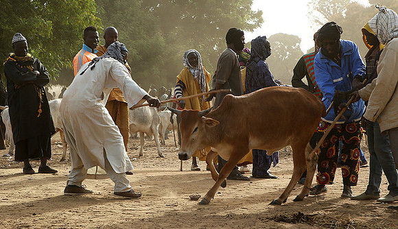 Bush market
