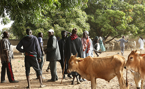 Bush market