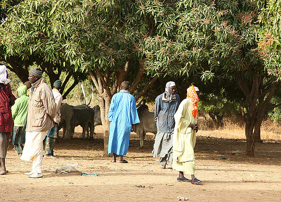 Bush market