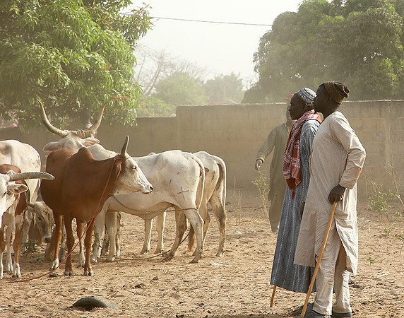 Bush market