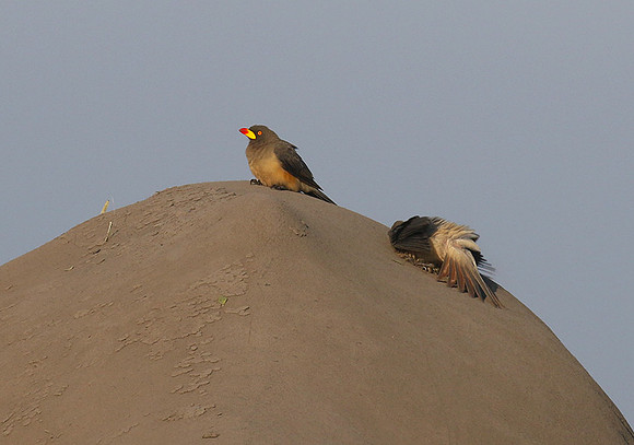 Duba Plain