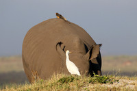 Duba Plain