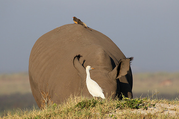 Duba Plain