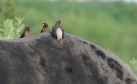 Duba Plain
