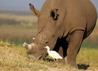 Duba Plain