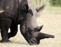 Duba Plain