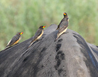 Duba Plain
