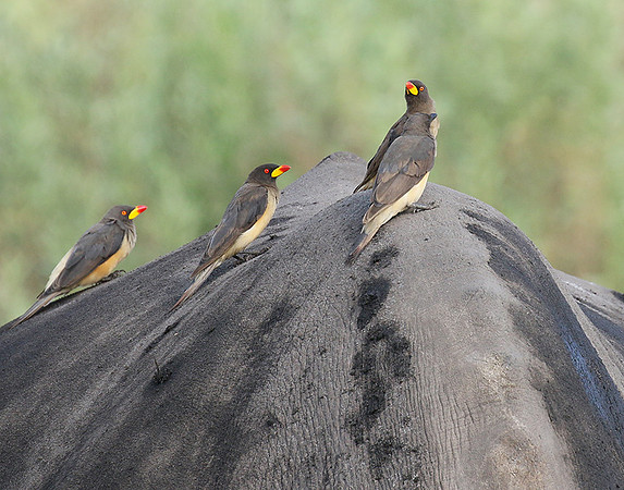 Duba Plain