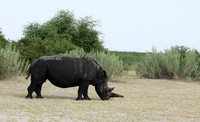 Duba Plain