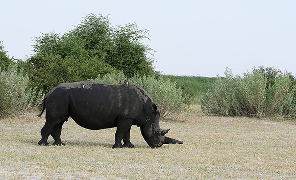 Duba Plain