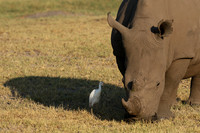 Duba Plain