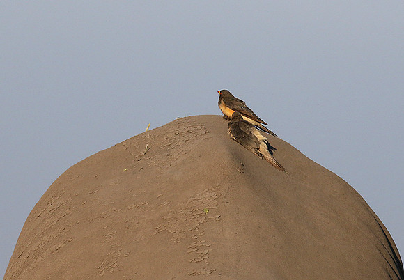 Duba Plain