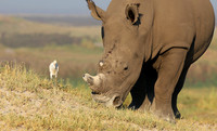 Duba Plain