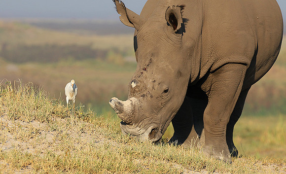 Duba Plain