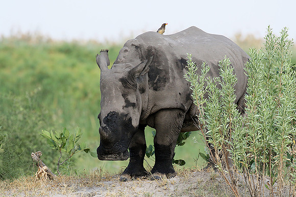 Duba Plain
