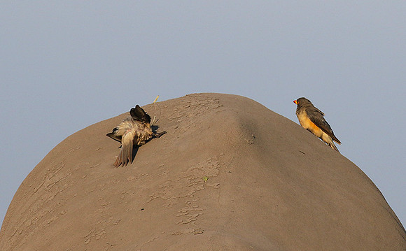 Duba Plain